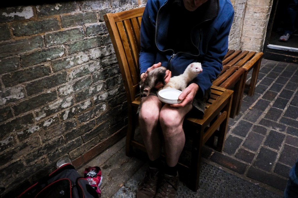 ferrets-cambridge-2022-by-william-austin-lobley