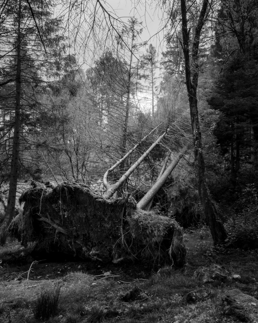 Fallen by William Austin-Lobley