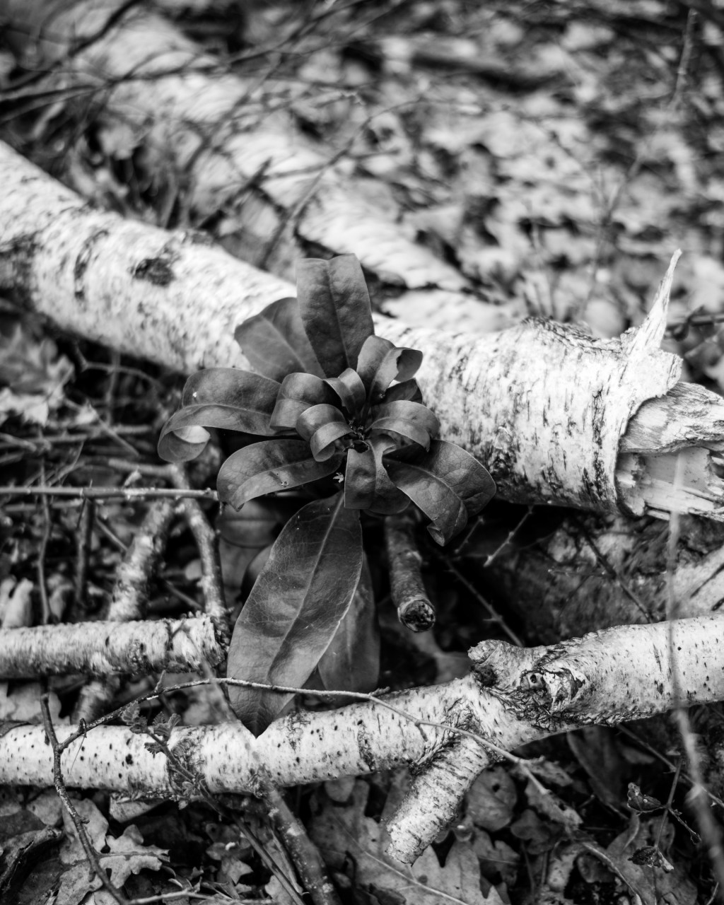 New Growth by William Austin-Lobley