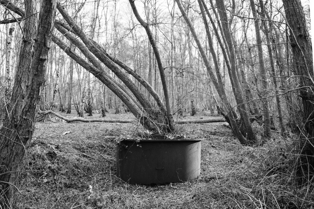 Potted Tree Holme Fen by William Austin-Lobley