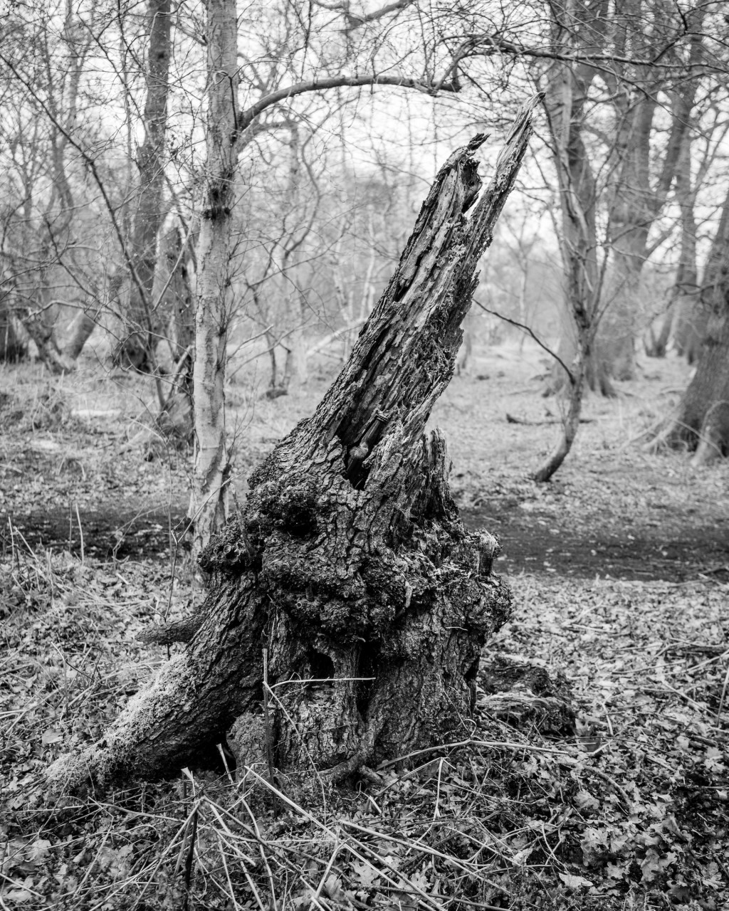 Root beer by William Austin-Lobley