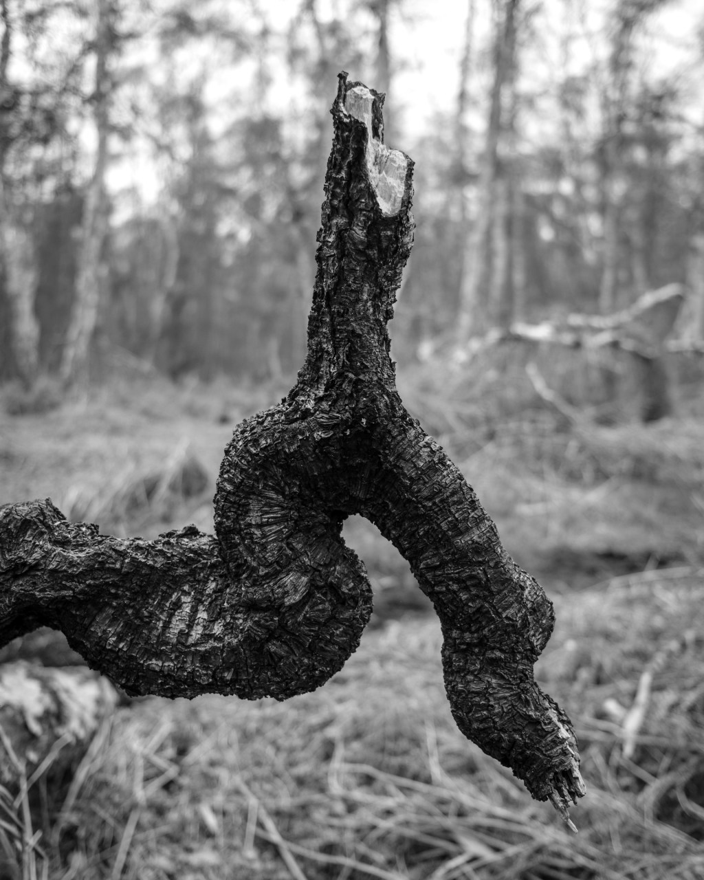Snaking Branch by William Austin-Lobley