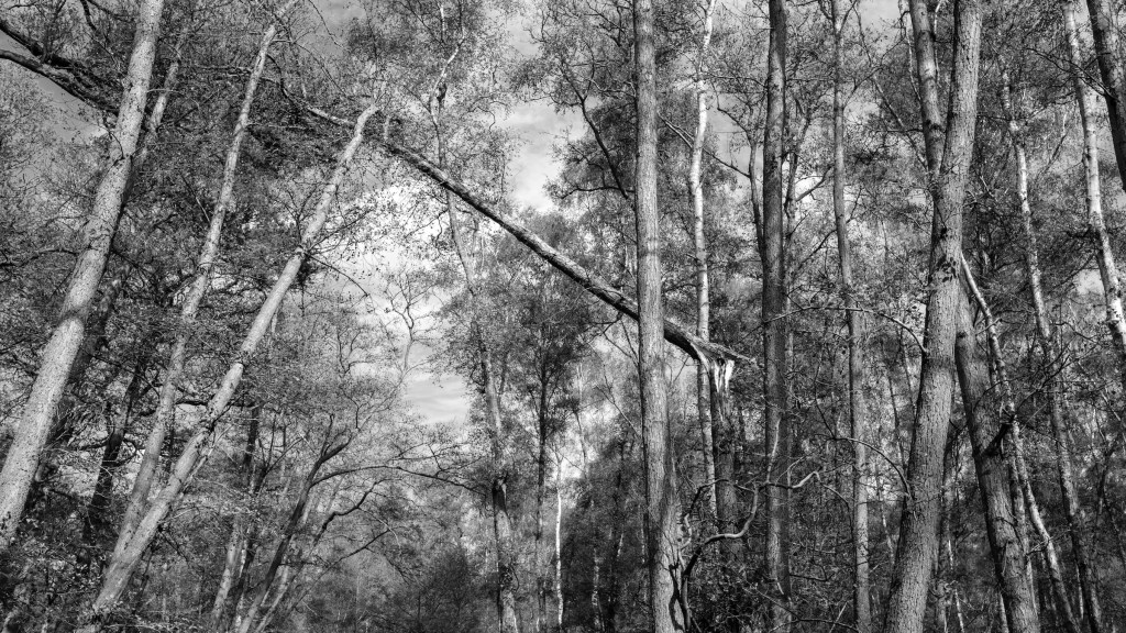 Snapped Tree Holme Fen by William Austin-Lobley