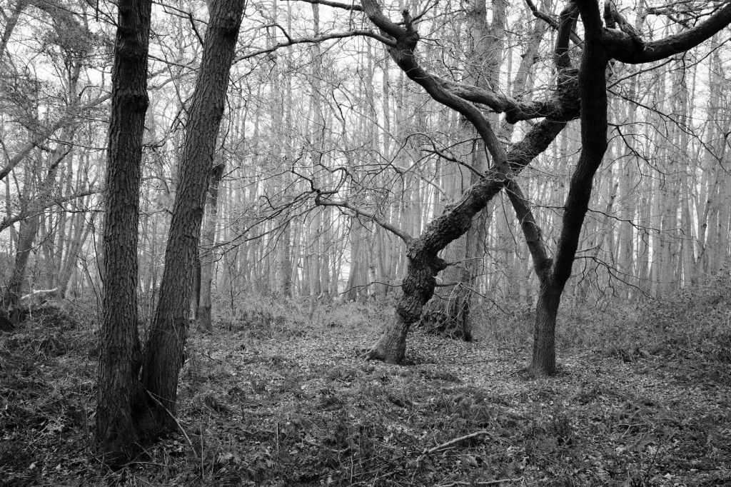 XV Holme Fen by William Austin-Lobley